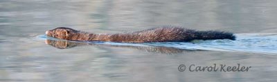 Mink Swims to Shore