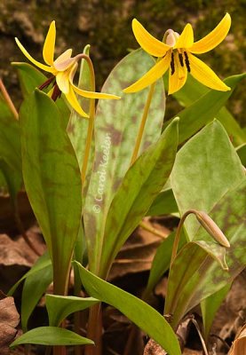 Trout Lily Pair