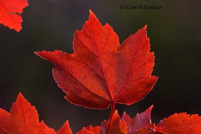 Red Leaves-The End of Autumn