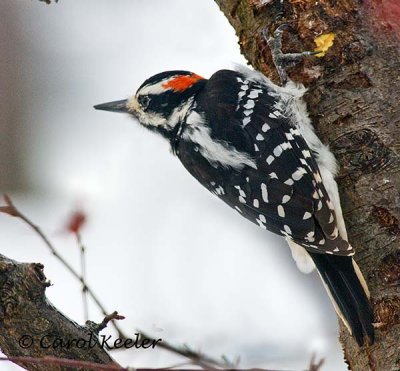 Hairy Woodpecker