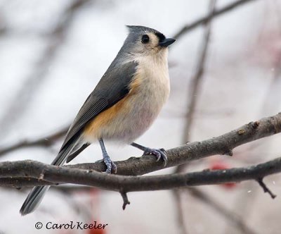 Tufted Titmouse at Attention