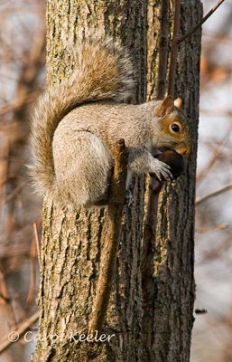 Squirrel with Tasty Walnut