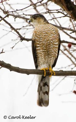 Gallery: Accipters-Sharpshin and Cooper's Hawks