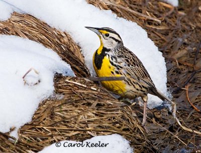 Meadowlark's Return