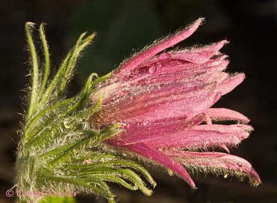 Pasque Flower