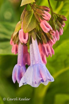 Virginia Bluebells ( Mertensia)