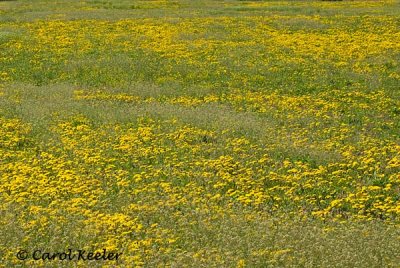 Dandelion Patterns