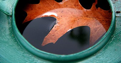 Bucket and Leaf