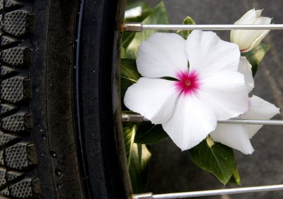 Bike Tire  and Flower