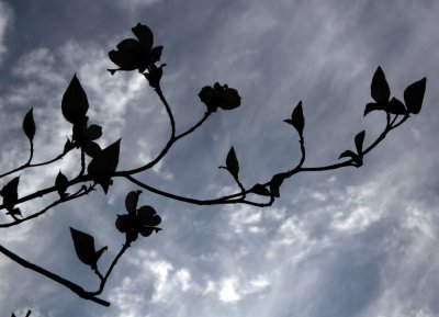 Dogwood  Clouds