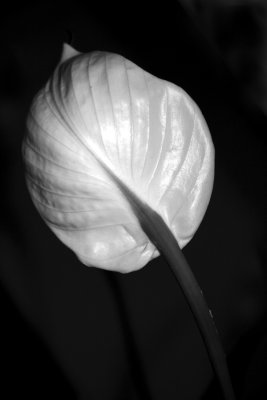 Peace Lily No2