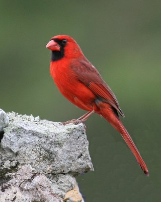 MALE NORTHERN CARDINAL  (Cardinalis cardinalis)