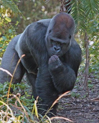 LOWLAND GORILLA IMG_0699