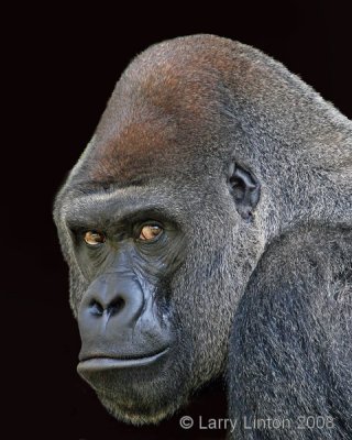 WEST AFRICAN LOWLAND GORILLA