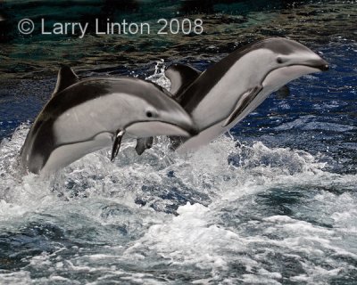 PACIFIC WHITE-SIDED DOLPHINS IMG_0271-PB72.jpg