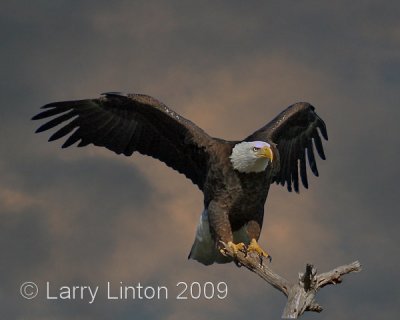 AMERICAN BALD EAGLE IMG_0003