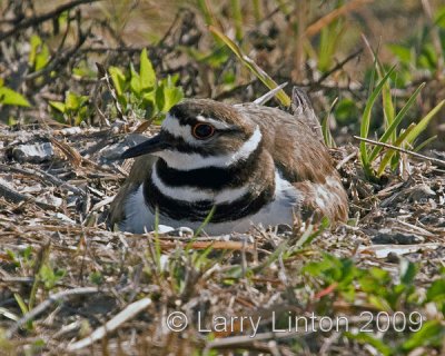 NESTING KILLDEER (Charadrius vociferus)  IMG_0111