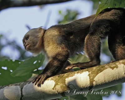 WHITE-FRONTED CAPUCHIN (Cebus capuchinus)  IMG_0086