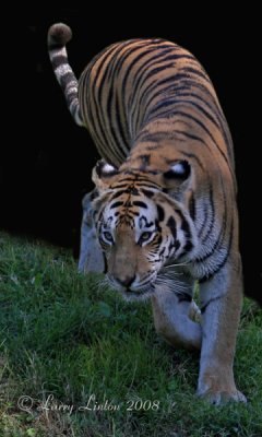 ASIAN TIGERS