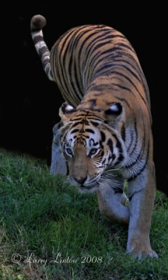 ASIAN TIGER IMG_0619