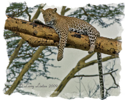 Serengeti Leopard  (Panthera pardus)  IMG_076