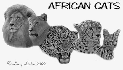 AFRICAN CATS
