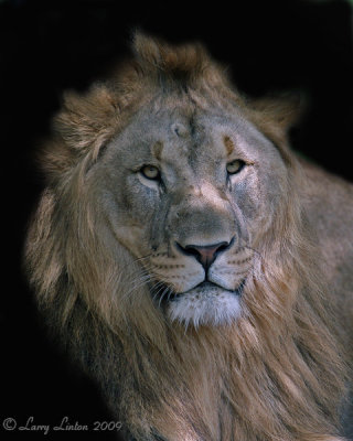 LION IMG_0304