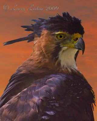 ORNATE HAWK-EAGLE (Spizaetus ornatus)  IMG_0002