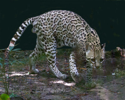OCELOT (Leopardus pardalis) IMG_0292