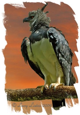 HARPY EAGLE   IMG_0002 