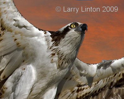 OSPREY (Pandion haliaetus) IMG_0002  (c)