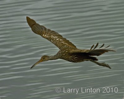 LIMPKIN  (Aramus canadensis)   IMG_0779