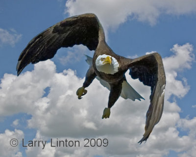 BALD EAGLE IMG_0002