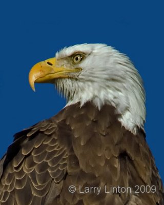 AMERICAN BALD EAGLE  IMG_0427