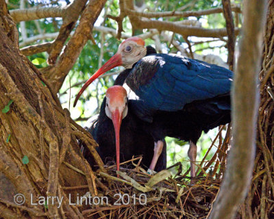 NESTING SOUTH AFRICAN BALD IBIS  (Geronticus calvus) IMG_1961