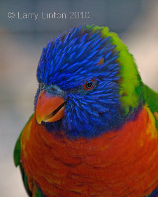 RAINBOW LORIKEET (Trichoglossus haematodus)  IMG_2142