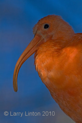 SCARLET IBIS (Eudocimis ruber) MG_1982