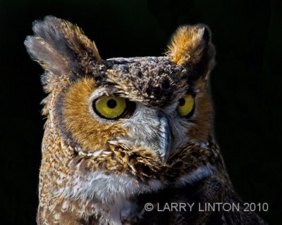 GREAT HORNED OWL (Bubo virginiansis)  IMG_1957