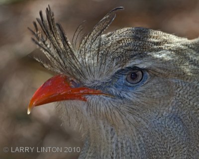 RED-LEGGED SERIEMA (Cariem cristata) IMG_2029