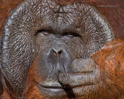 MALE ORANG-UTAN (Pongo pygmaeus) IMG_2055