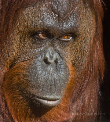 FEMALE ORANG-UTAN (Pongo pygmaeus) IMG_2065