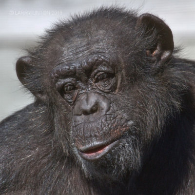 MALE CHIMPANZEE (Pan troglodytes) IMG_2075