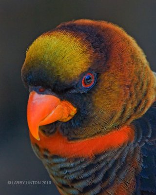 DUSKY LORY (Pseudeos fuscata) IMG_2146