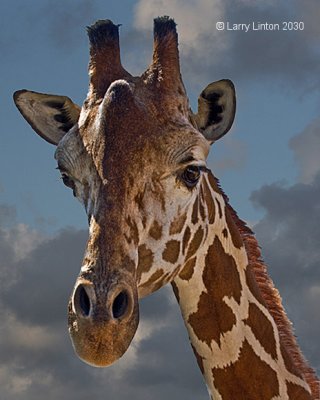RETICULATED GIRAFFE (Giraffa camelopardalis)