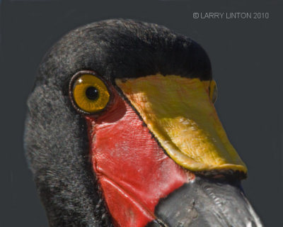 SADDLE-BILL STORK (Ephippiorhynchus senegalensis) IMG_2337