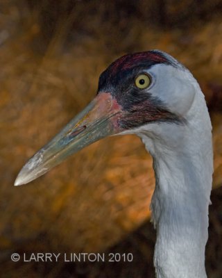 WHOOPING CRANE (Grus americana) IMG_2156