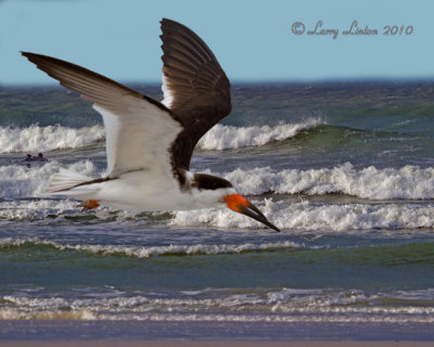 BLACK SKIMMER  (Rynchops niger) IMG_2463