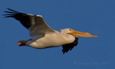 AMERICAN WHITE PELICAN  (Pelecanus erythrorhynchos)  IMG_2478