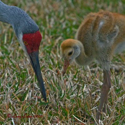 SANDHILL CRANE MOTHER AND CHICK (Grus canadensis) IMG_2838