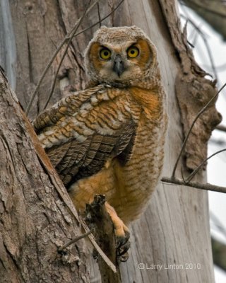 FLEDGLING GREAT HORNED OWL (Bubo virginianus) IMG_3356